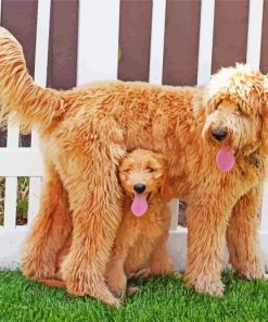 Goldendoodle Dog Paint By Number