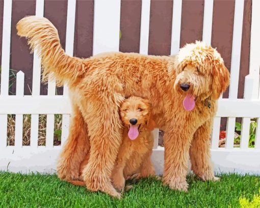 Goldendoodle Dog Paint By Number