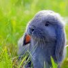 Grey Mini Lop Paint By Number