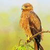 Indian Spotted Eagle Bird Paint By Number