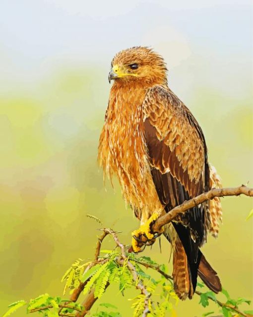 Indian Spotted Eagle Bird Paint By Number