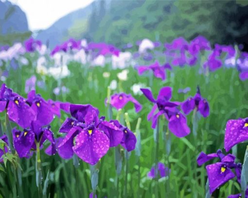 Iris Flower Field Paint By Number