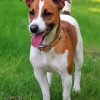 Jack Russell Terrier Paint By Number