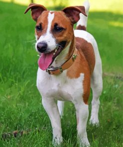 Jack Russell Terrier Paint By Number