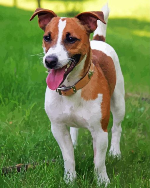 Jack Russell Terrier Paint By Number