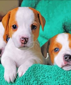 Jack Russell Terrier Puppies Paint By Number