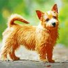 Norwich Terrier Paint By Number