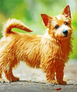 Norwich Terrier Paint By Number