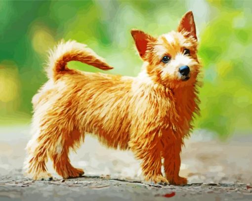 Norwich Terrier Paint By Number