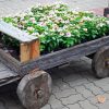 Pink Flower Cart Paint By Number