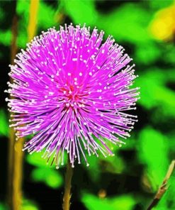 Purple Dandylion Paint By Number