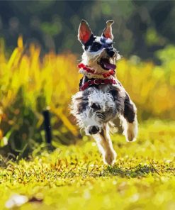 Schnauzer Puppy Paint By Number