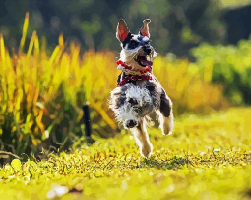 Schnauzer Puppy Paint By Number