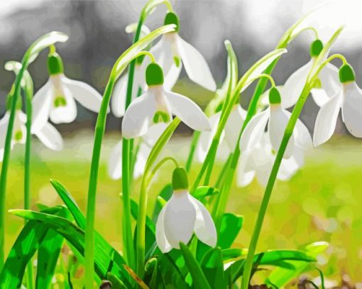 Snow Drops Paint By Number