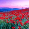 Summer Red poppies Flowers Paint By Number