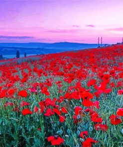 Summer Red poppies Flowers Paint By Number