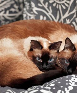 Two Siamese Kitties Paint By Number