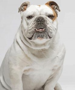 White Bulldog Breed Paint By Number