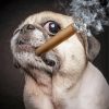 Aesthetic Pug With A Cigar Paint By Number