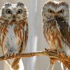 Aesthetic Owl Couple Birds Paint By Number