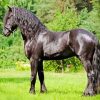 Beautiful Friesian Horse Paint By Number