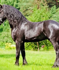 Beautiful Friesian Horse Paint By Number