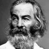 Black And White Poet Walt Whitman Paint By Number