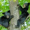 Black Bear Cubs Paint By Number