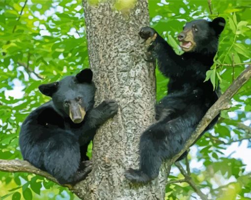 Black Bear Cubs Paint By Number