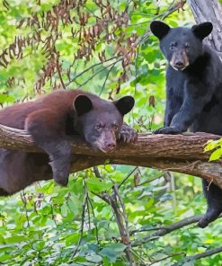 Black Bears Tree Climbers Paint By Number