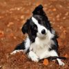 Border Collie Breed Paint By Number