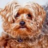 Brown Yorkiepoo Paint By Number