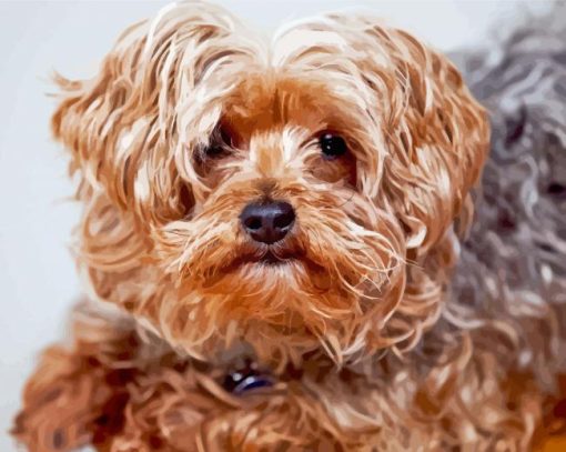 Brown Yorkiepoo Paint By Number