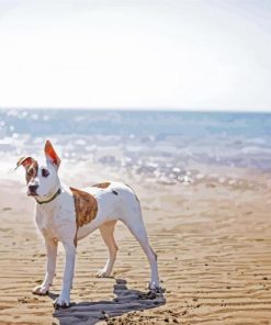 Bull Arab On Beach Paint By Number