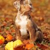 Catahoula Puppy With Pumpkins Paint By Number