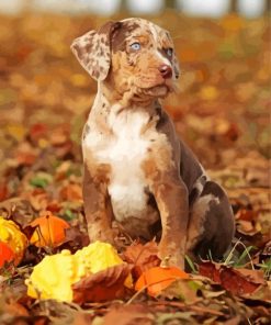 Catahoula Puppy With Pumpkins Paint By Number