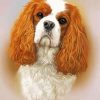 Cavalier King Charles Spaniel Head Paint By Number