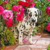 Dalmatian Puppy Flowers Sit Wallpaper Paint By Number