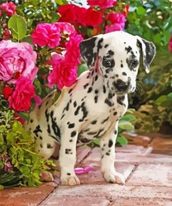 Dalmatian Puppy Flowers Sit Wallpaper Paint By Number