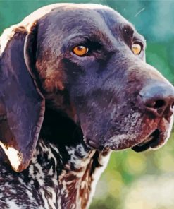 German Short Haired Pointer Puppy Head Paint By Number