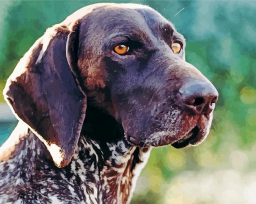 German Short Haired Pointer Puppy Head Paint By Number