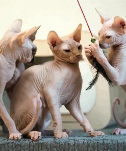 Hairless Cats Animal Paint By Number