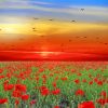 Landscape Flowers Poppies Paint By Number