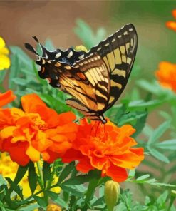 Old World Swallowtail Orange Flower Paint By Number