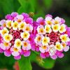 Pink Lantanas Flowering Plant Paint By Number