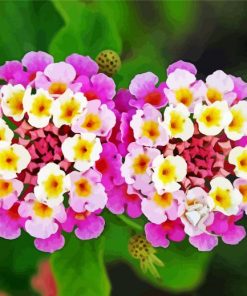 Pink Lantanas Flowering Plant Paint By Number