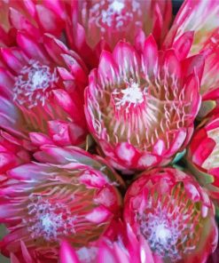 Pink Proteas Plants Paint By Number