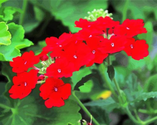 Red Verbena Flowering Plant Paint By Number