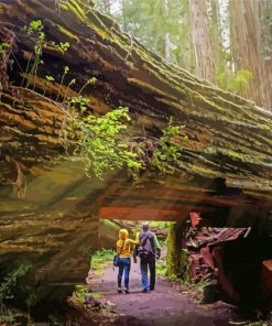 National State Parks California Redwoods Paint By Number