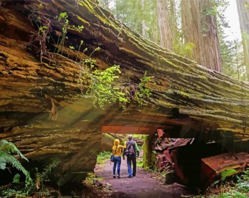 National State Parks California Redwoods Paint By Number